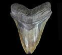 Large, Fossil Megalodon Tooth #69244-1